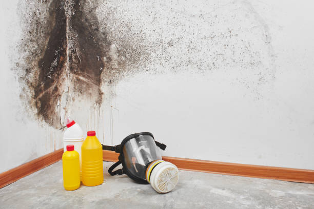 Best Fast Mold Removal  in Howe, TX