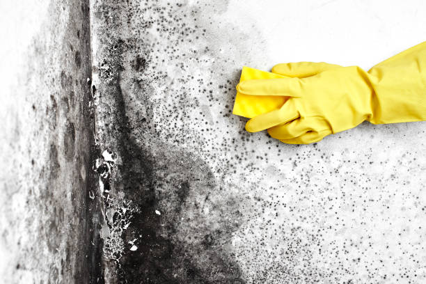 Best Local Mold Removal Service  in Howe, TX