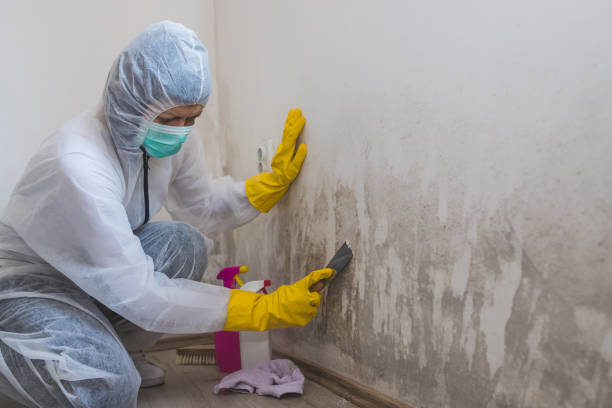 Best Attic Mold Removal  in Howe, TX