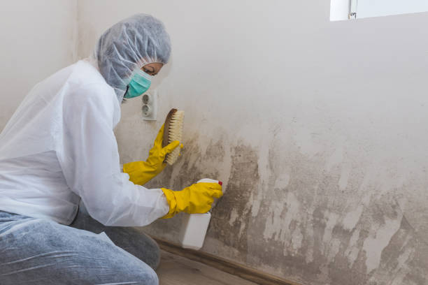 Best Mold Removal and Inspection  in Howe, TX