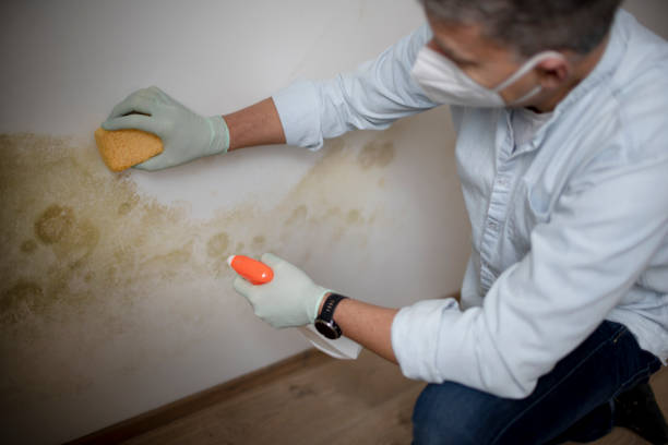 Certified Mold Removal in Howe, TX