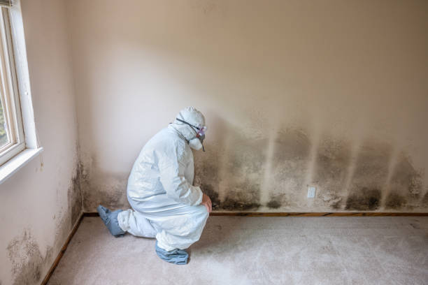 Best Same-Day Mold Removal  in Howe, TX