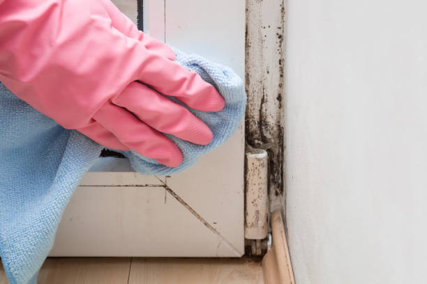 Best Toxic Mold Removal  in Howe, TX